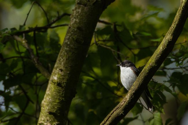 Pied Flycatcher (Ficedula hypoleuca). County Durham, United Kingdom. May 2017