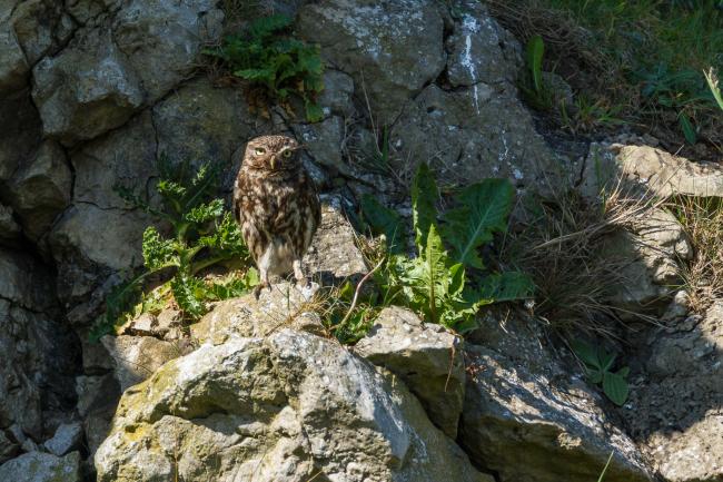 Little Owl (Athene noctua). County Durham, United Kingdom. May 2017