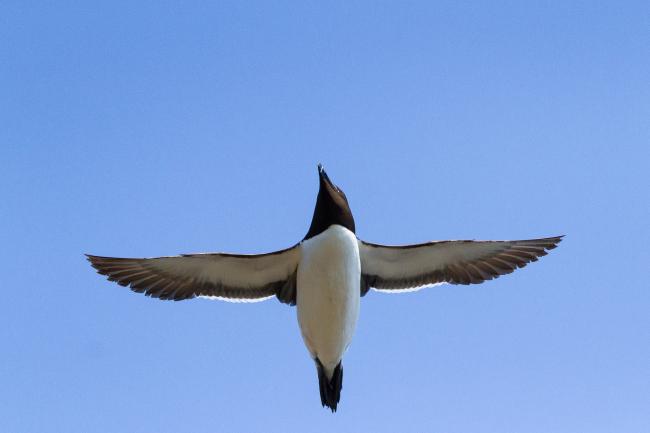 Razorbill (Alca torda). County Durham, United Kingdom. May 2017