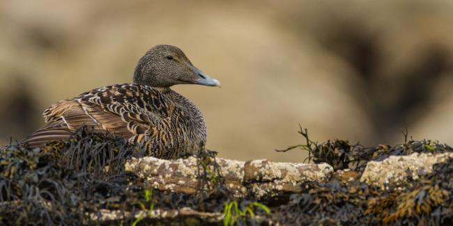 Common Eider (Somateria mollissima). Fife, United Kingdom. May 2017