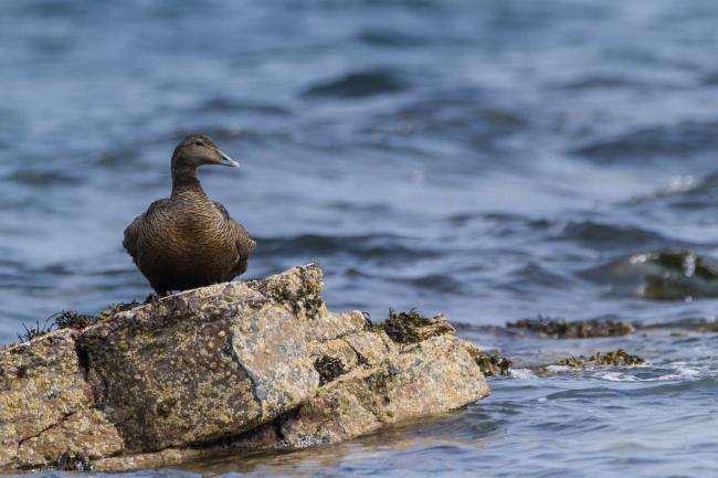 Common Eider (Somateria mollissima). Fife, United Kingdom. May 2017