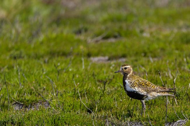 European Golden Plover (Pluvialis apricaria). County Durham, United Kingdom. May 2017