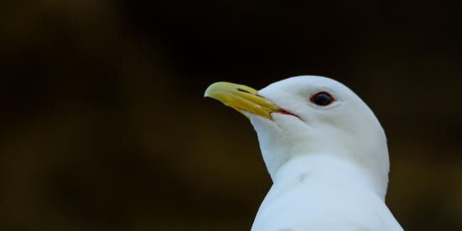 Black-legged Kittiwake (Rissa tridactyla). County Durham, United Kingdom. June 2017