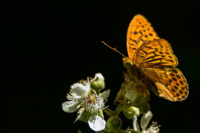 Silver-washed Fritillary (Argynnis paphia). Oxfordshire, United Kingdom. July 2017
