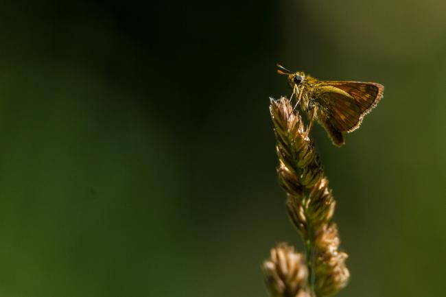Small Skipper (Thymelicus sylvestris). Oxfordshire, United Kingdom. July 2017