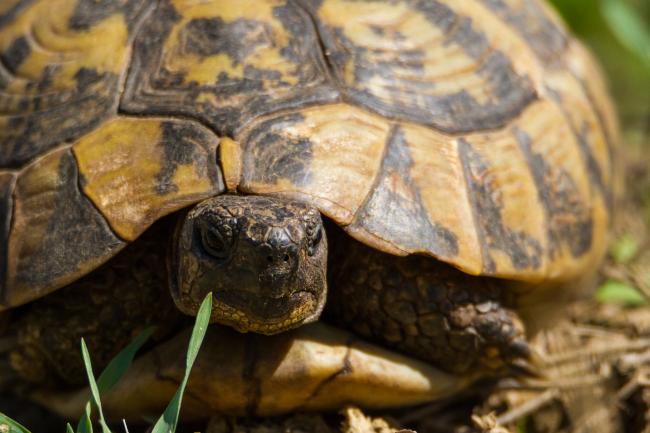 Hermanns Tortoise (Testudo hermanni). Kotor, Montenegro. September 2017