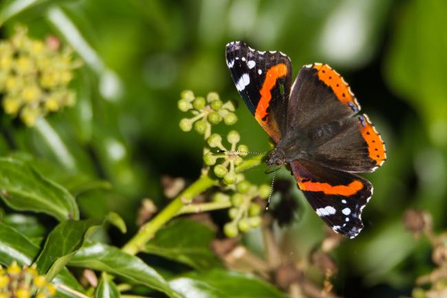 Red Admiral (Vanessa atalanta). County Durham, United Kingdom. October 2017