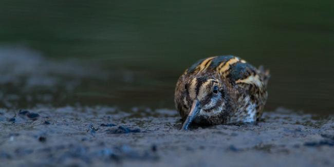 Jack Snipe (Lymnocryptes minimus). County Durham, United Kingdom. October 2017