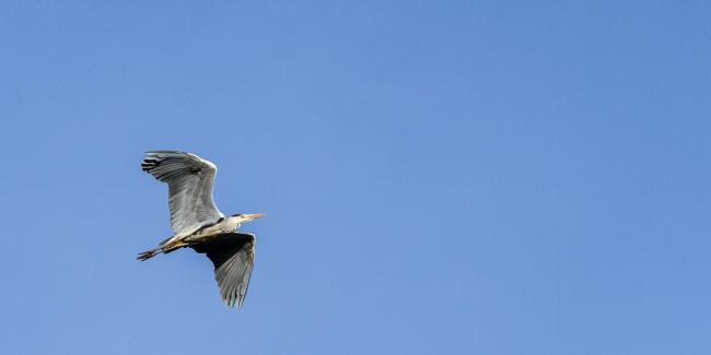 Grey Heron (Ardea cinerea). County Durham, United Kingdom. November 2017