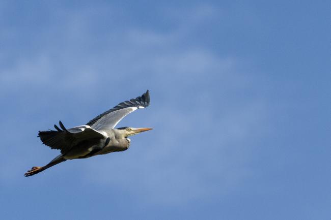 Grey Heron (Ardea cinerea). County Durham, United Kingdom. November 2017
