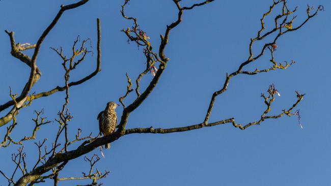Mistle Thrush (Turdus viscivorus). County Durham, United Kingdom. November 2017
