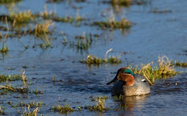 Eurasian Teal (Anas crecca). Devon, United Kingdom. December 2017