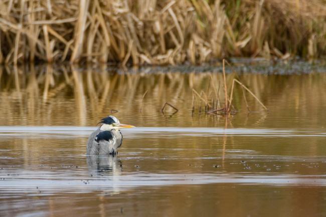 Grey Heron (Ardea cinerea). Oxfordshire, United Kingdom. January 2018