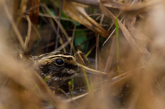 Jack Snipe (Lymnocryptes minimus). County Durham, United Kingdom. February 2018