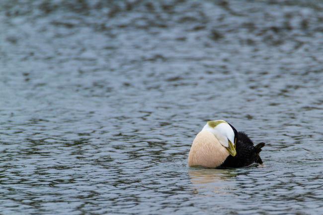 Common Eider (Somateria mollissima). Fife, United Kingdom. April 2018