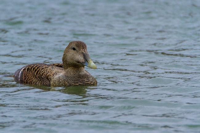 Common Eider (Somateria mollissima). Fife, United Kingdom. April 2018