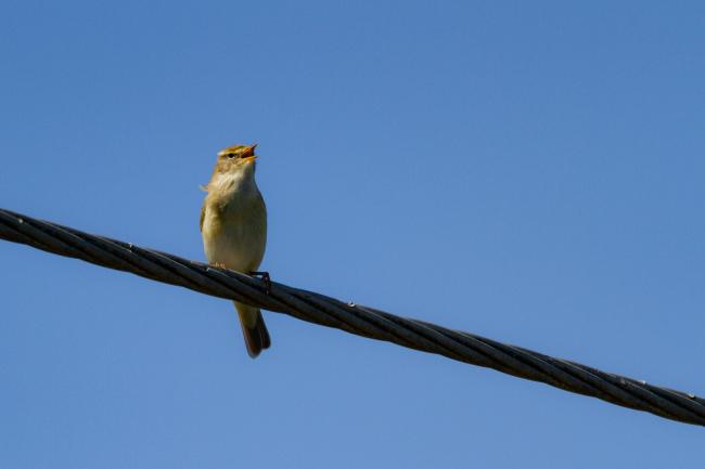 Willow Warbler (Phylloscopus trochilus). County Durham, United Kingdom. April 2018