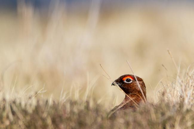 Red Grouse (Lagopus lagopus scotica). County Durham, United Kingdom. April 2018