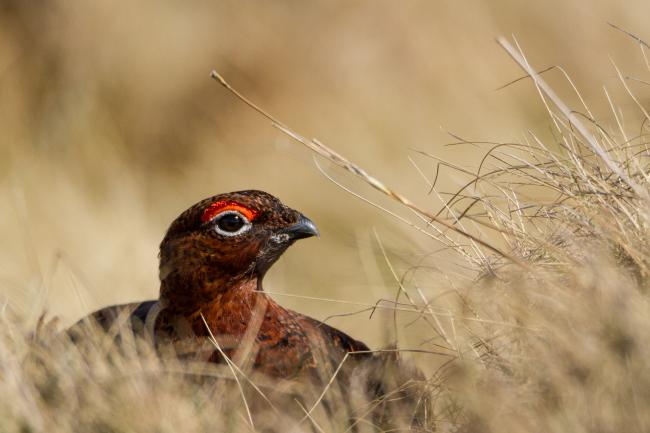 Red Grouse (Lagopus lagopus scotica). County Durham, United Kingdom. April 2018