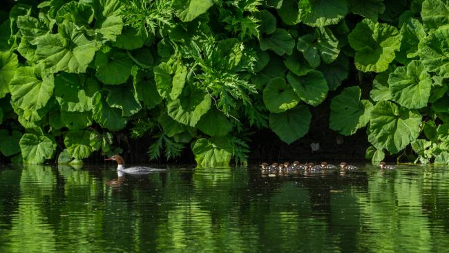 Goosander (Mergus merganser). County Durham, United Kingdom. May 2018