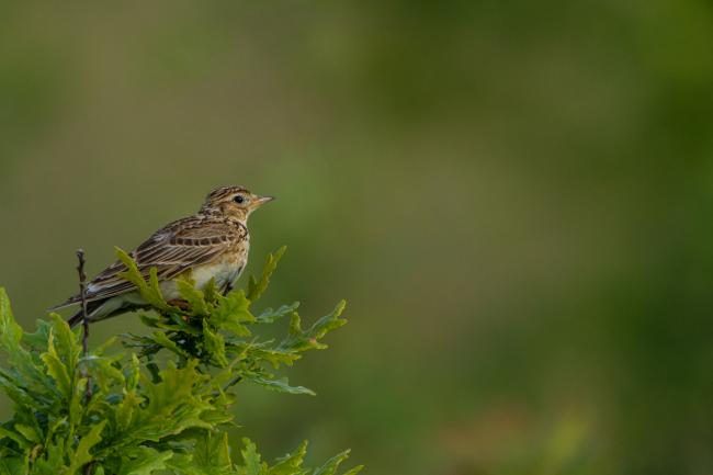 Skylark (Alauda arvensis). County Durham, United Kingdom. June 2018