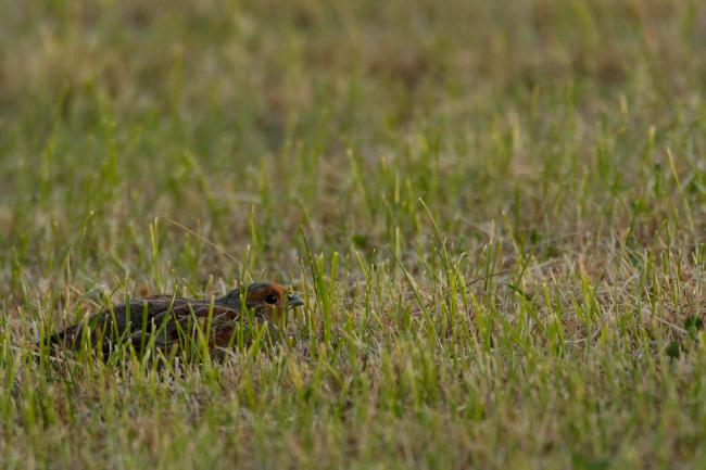 Grey Partridge (Perdix perdix). County Durham, United Kingdom. July 2018