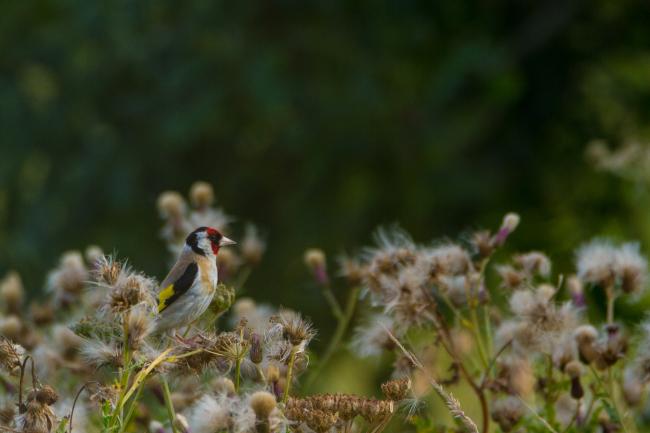 European Goldfinch (Carduelis carduelis). County Durham, United Kingdom. July 2018