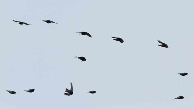Alpine Chough (Pyrrhocorax graculus). Vorarlberg, Austria. August 2018