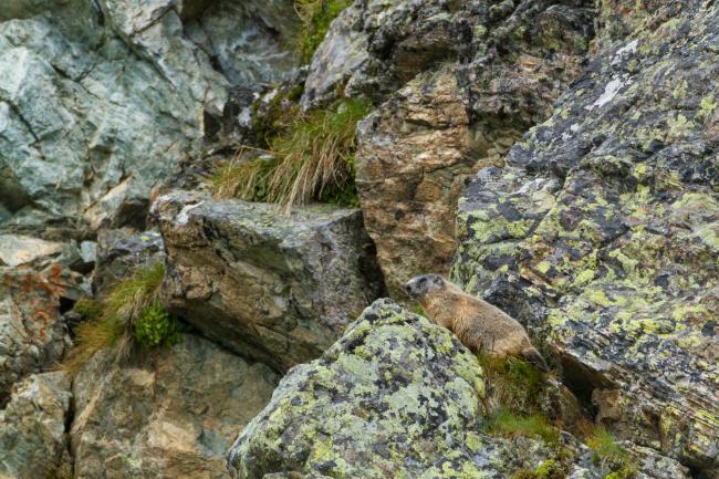 Alpine Marmot (Marmota marmota). Vorarlberg, Austria. August 2018