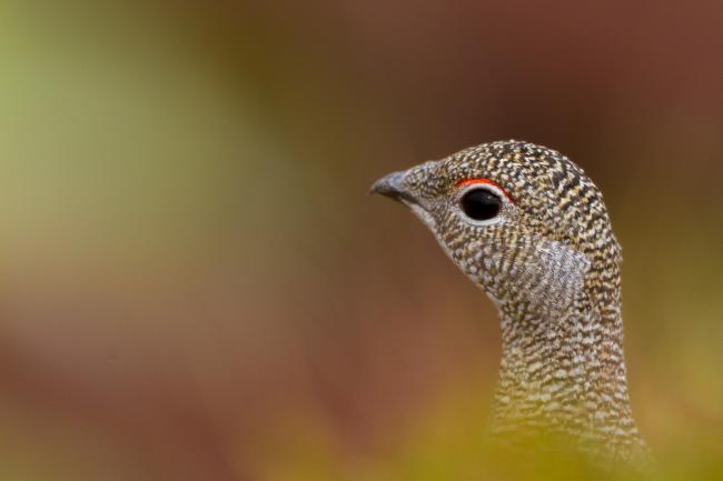 Rock Ptarmigan (Lagopus muta). Vorarlberg, Austria. August 2018