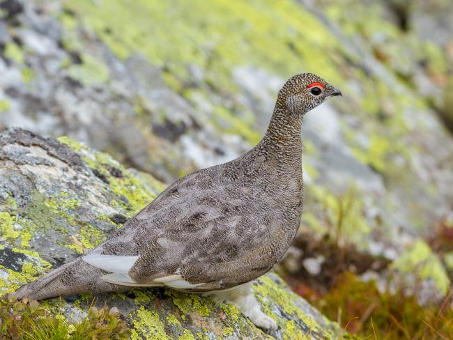 Rock Ptarmigan (Lagopus muta). Vorarlberg, Austria. August 2018