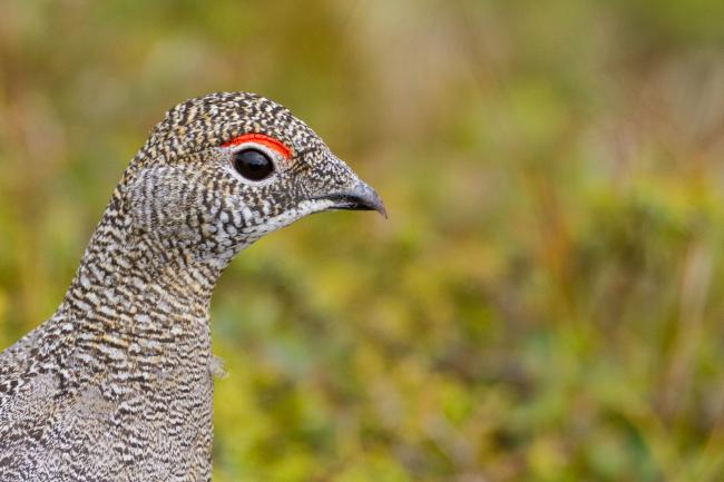 Rock Ptarmigan (Lagopus muta). Vorarlberg, Austria. August 2018