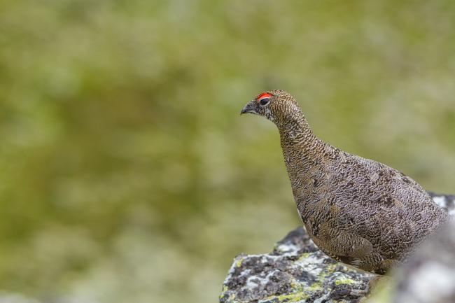 Rock Ptarmigan (Lagopus muta). Vorarlberg, Austria. August 2018