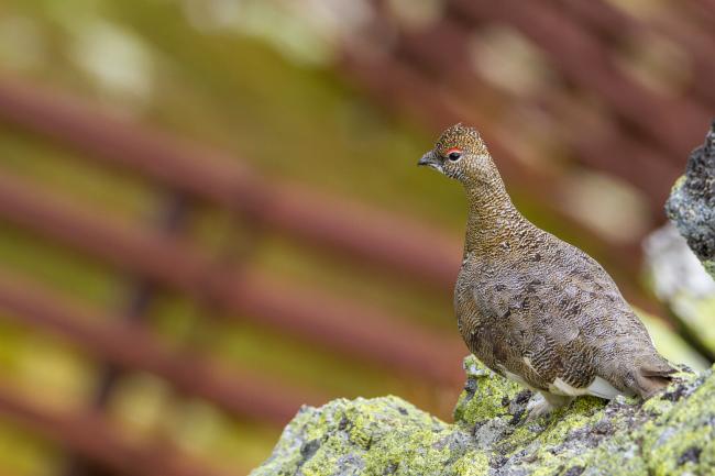 Rock Ptarmigan (Lagopus muta). Vorarlberg, Austria. August 2018