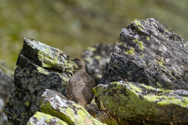 Rock Ptarmigan (Lagopus muta). Vorarlberg, Austria. August 2018