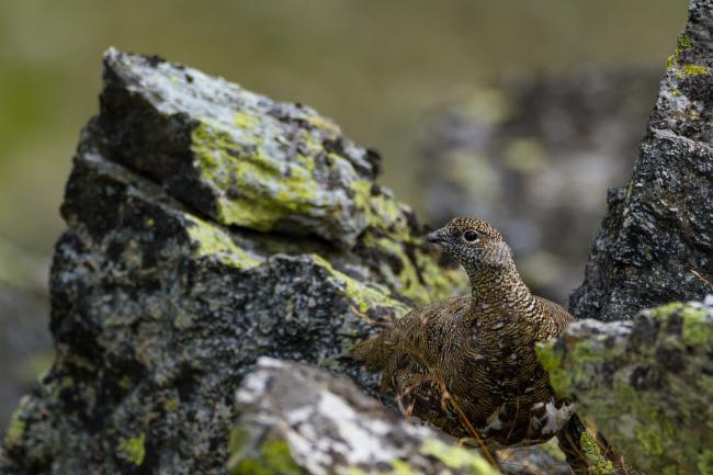Rock Ptarmigan (Lagopus muta). Vorarlberg, Austria. August 2018