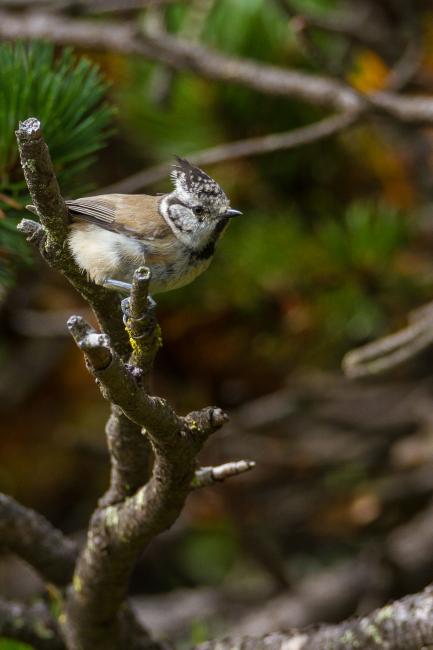 Crested Tit (Lophophanes cristatus). Vorarlberg, Austria. August 2018
