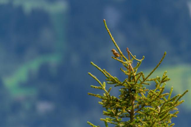 Common Crossbill (Loxia curvirostra). Vorarlberg, Austria. August 2018