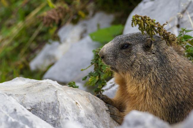 Alpine Marmot (Marmota marmota). Vorarlberg, Austria. August 2018