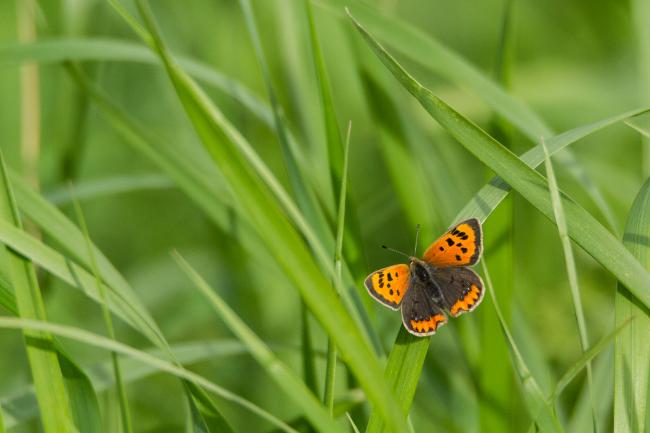 Small Copper (Lycaena phlaeas). County Durham, United Kingdom. September 2018