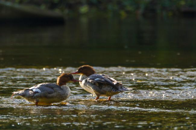 Goosander (Mergus merganser). County Durham, United Kingdom. October 2018
