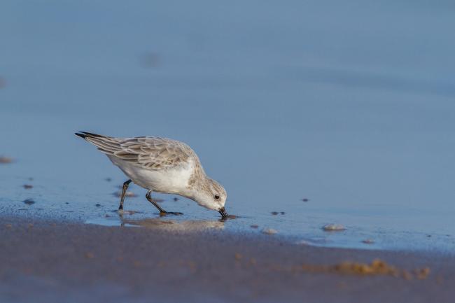 Sanderling (Calidris alba). County Durham, United Kingdom. November 2018