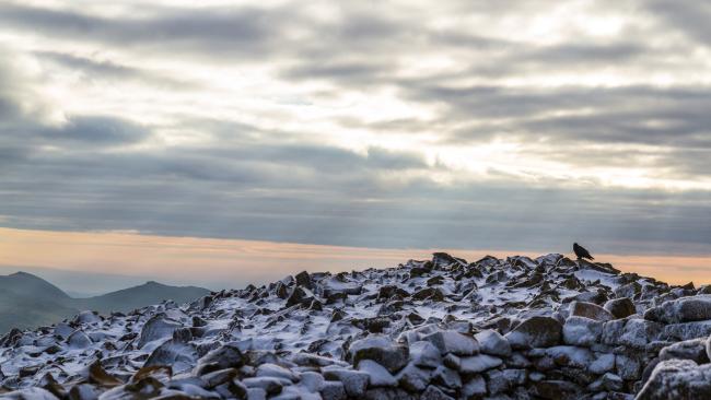 Common Raven (Corvus corax). Cumbria, United Kingdom. November 2018
