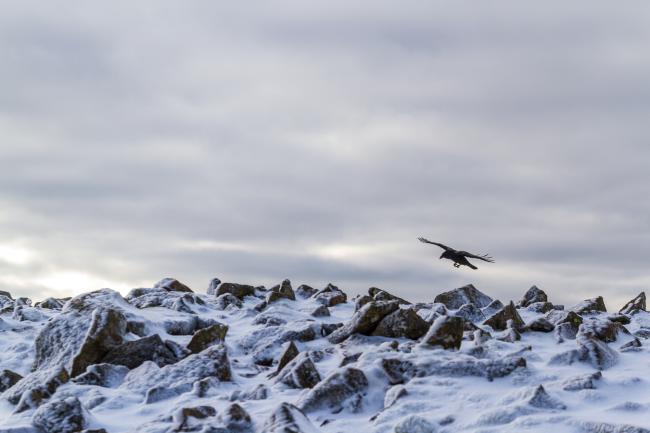 Common Raven (Corvus corax). Cumbria, United Kingdom. November 2018