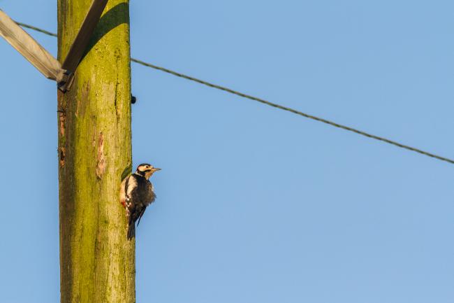 Great Spotted Woodpecker (Dendrocopos major). County Durham, United Kingdom. December 2018