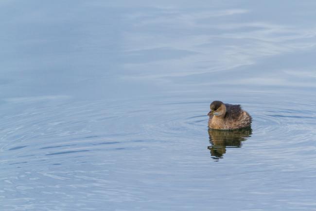 Little Grebe (Tachybaptus ruficollis). Oxfordshire, United Kingdom. December 2018