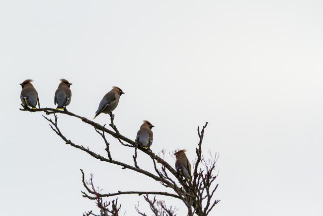 Bohemian Waxwing (Bombycilla garrulus). County Durham, United Kingdom. January 2019