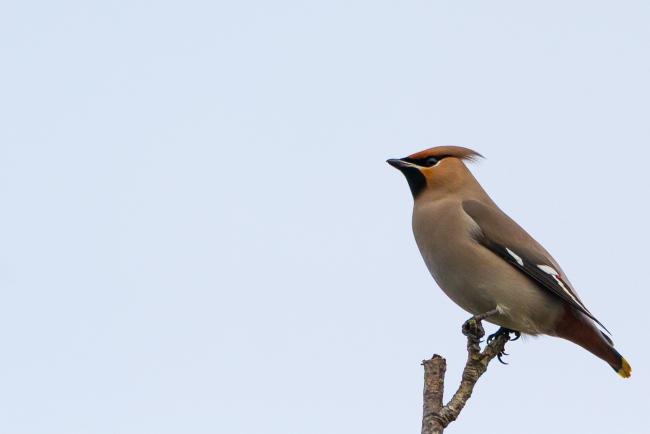Bohemian Waxwing (Bombycilla garrulus). County Durham, United Kingdom. January 2019