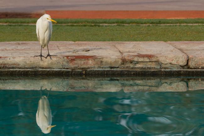 Cattle Egret (Ardea coromanda). , India. January 2019