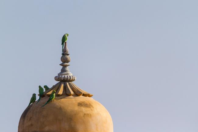 Rose-ringed Parakeet (Psittacula krameri). , India. January 2019